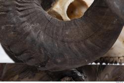 Photo Textures of Mouflon Skull Antlers